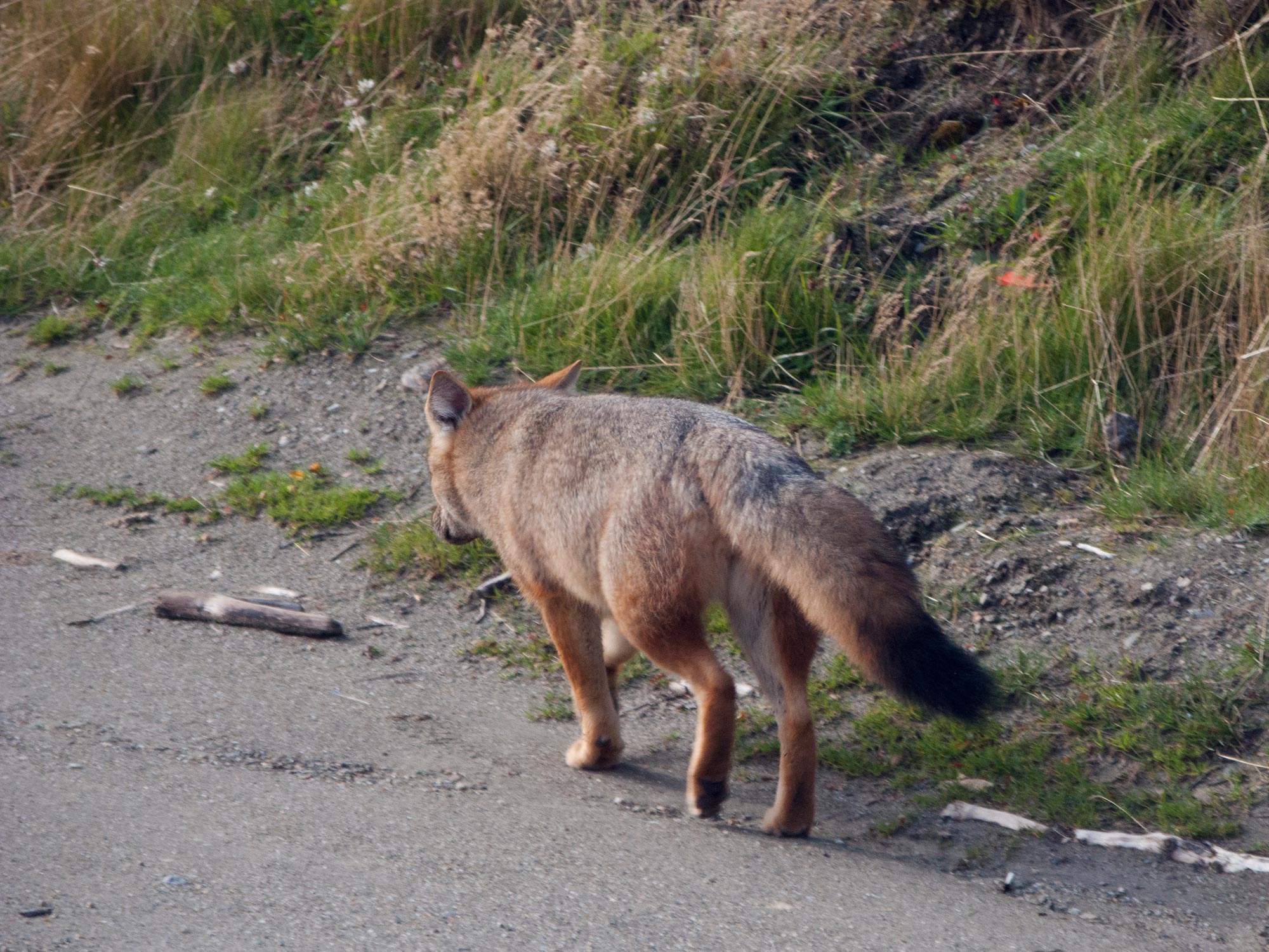 Argentina ushuaia national park tierra del fuego fox