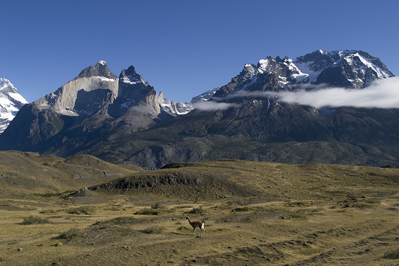 Chile Patagonia Torres del Paine pudeto guanaco