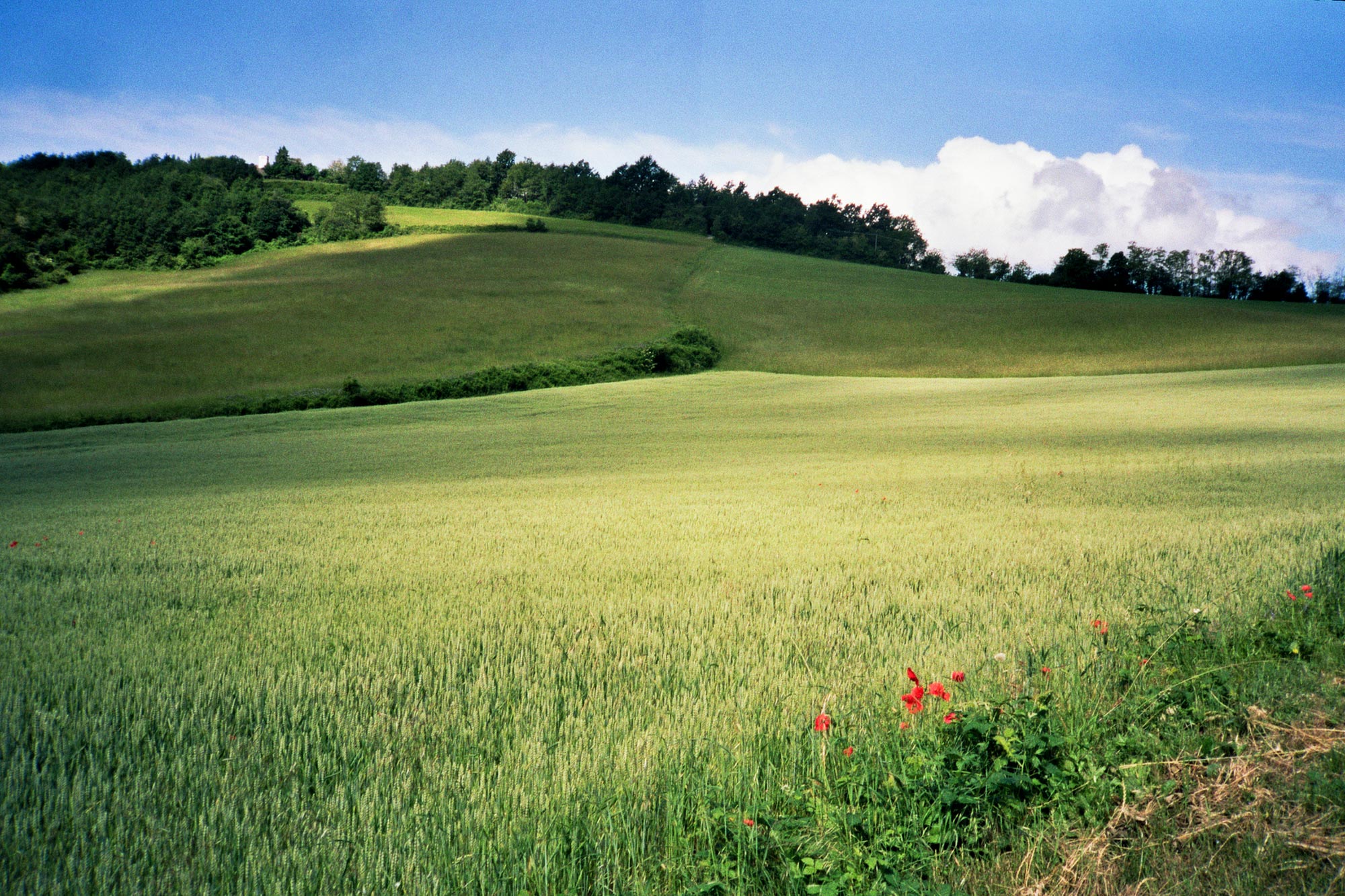 Piacenza Veano Fields green red poppy flowers papaveri