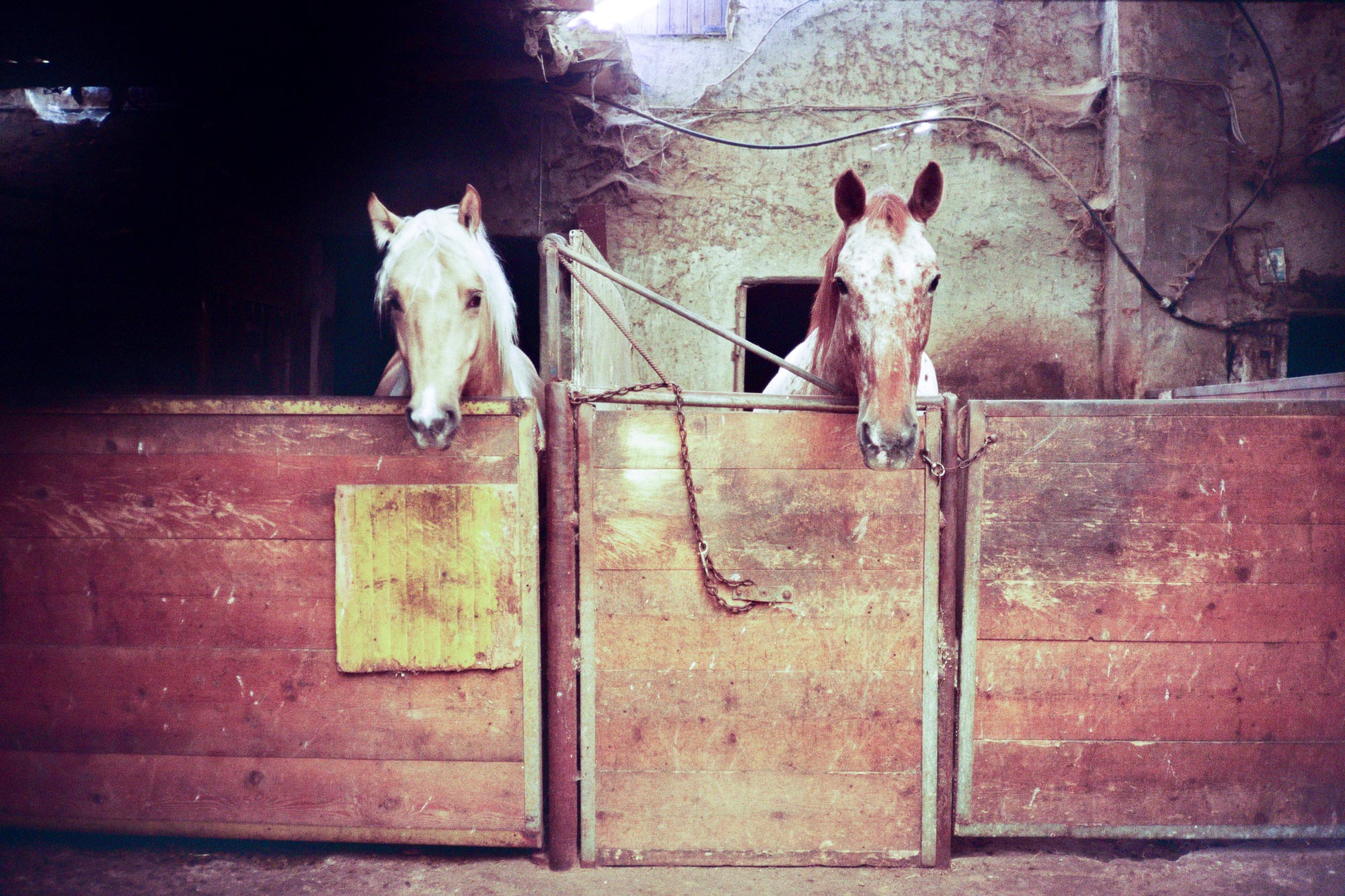 Piacenza Veano marce farm horses