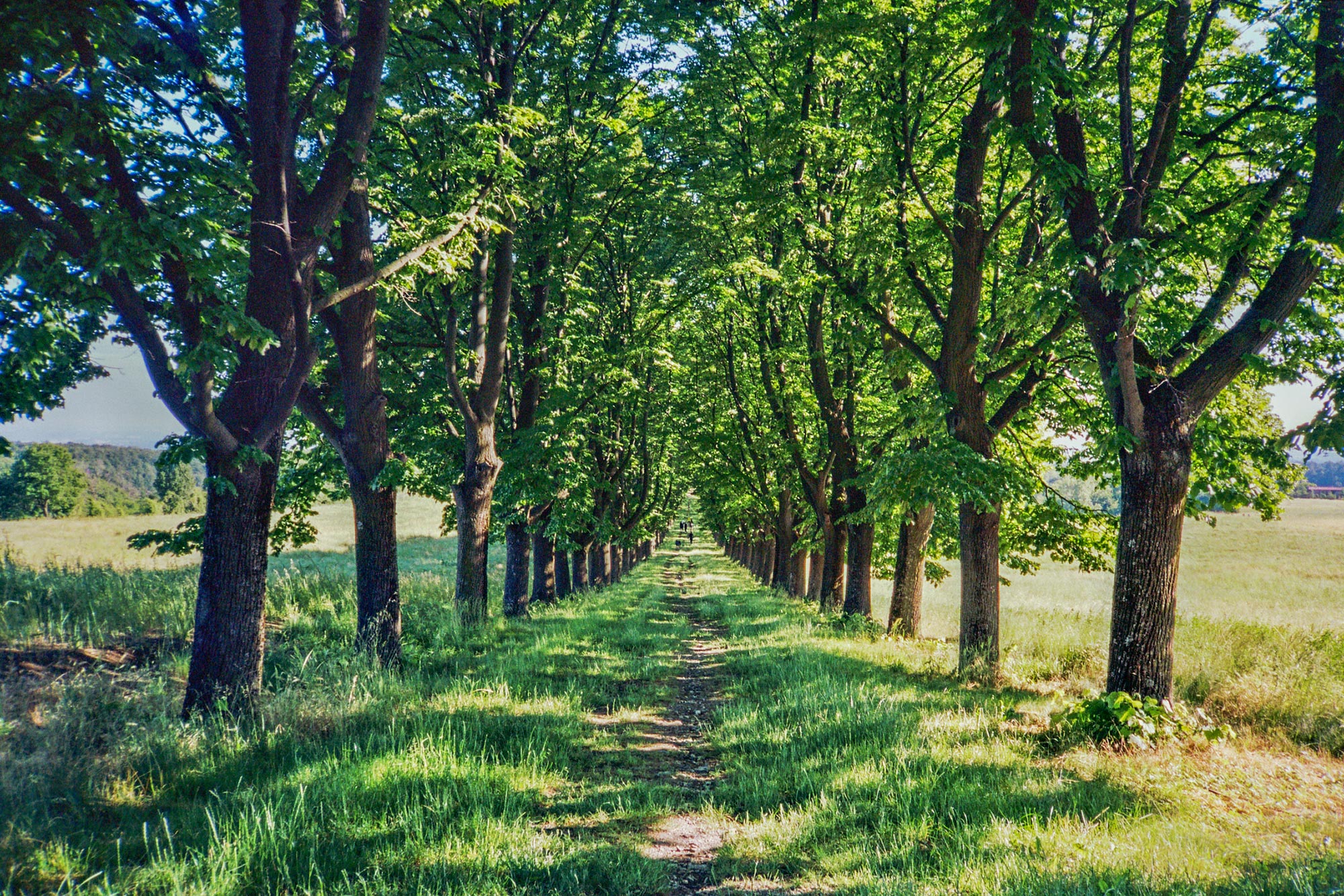 Piacenza Veano marce trees boulevard