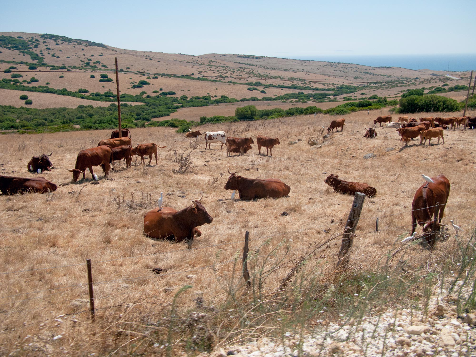 Andalusia bulls on the road