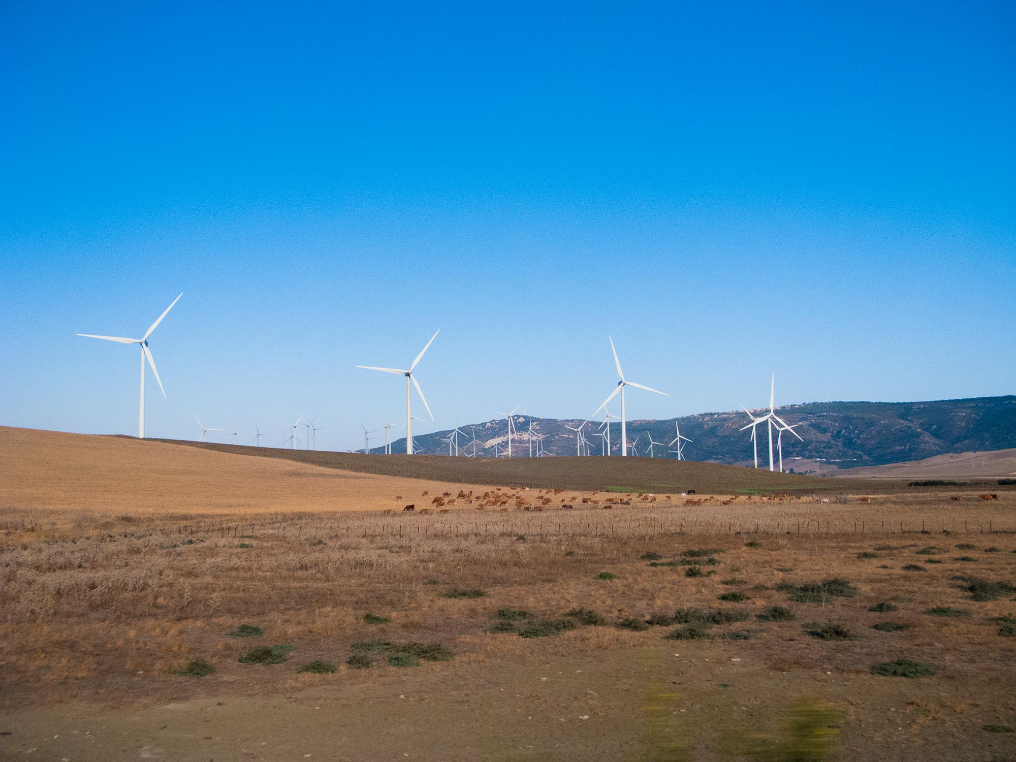 Andalusia Windmills bulls