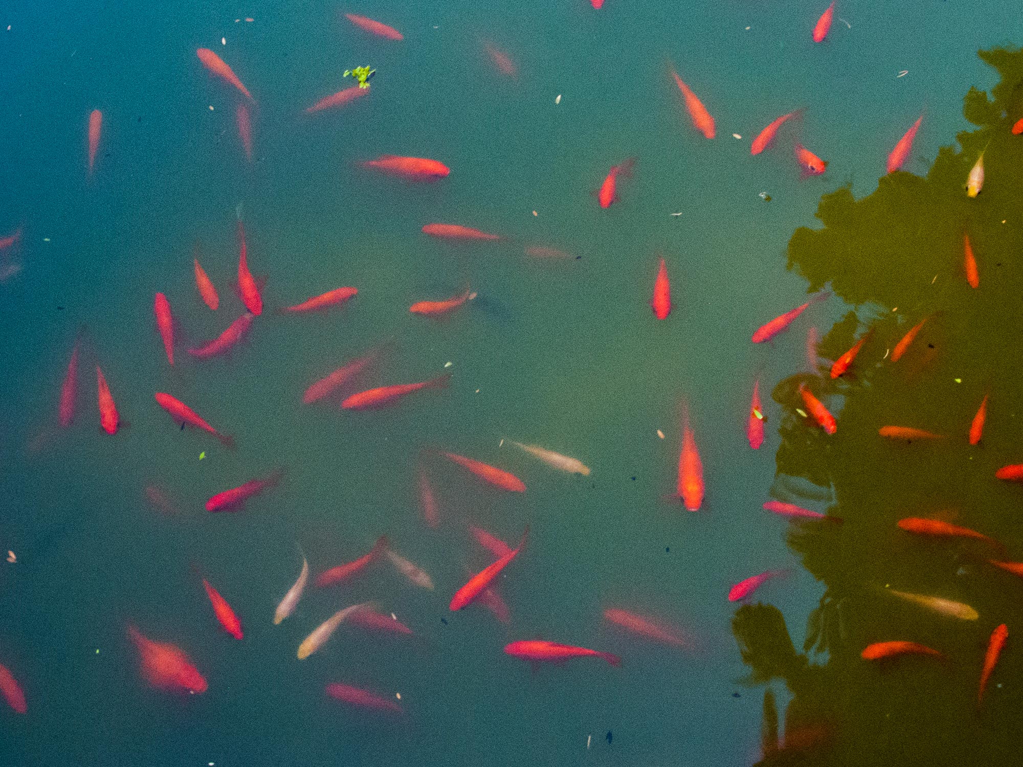 Sevilla Alcazar red fishes pool
