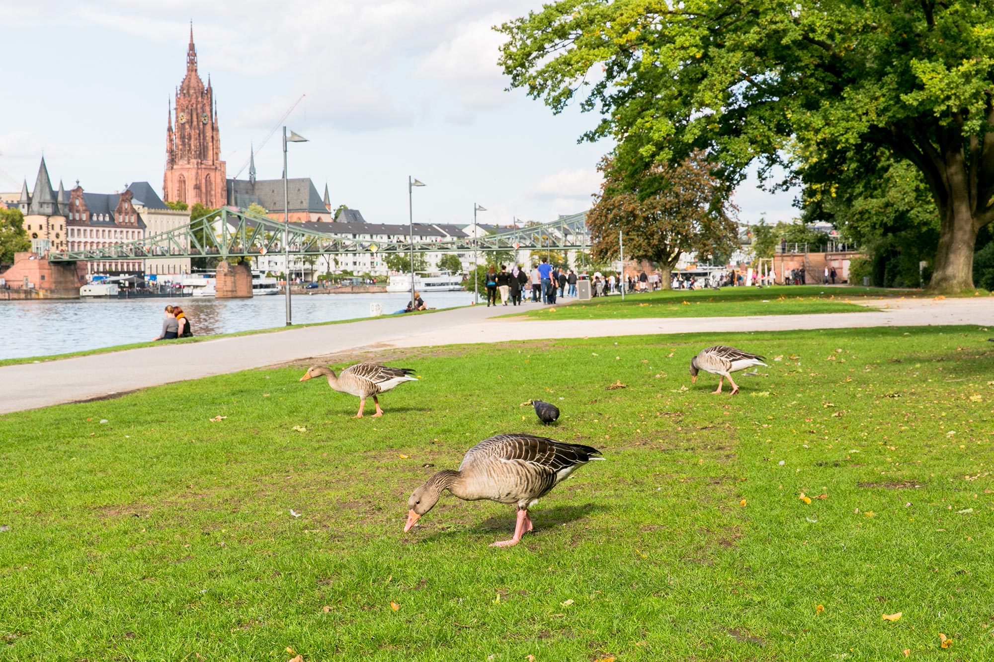 main river banks ducks frankfurt
