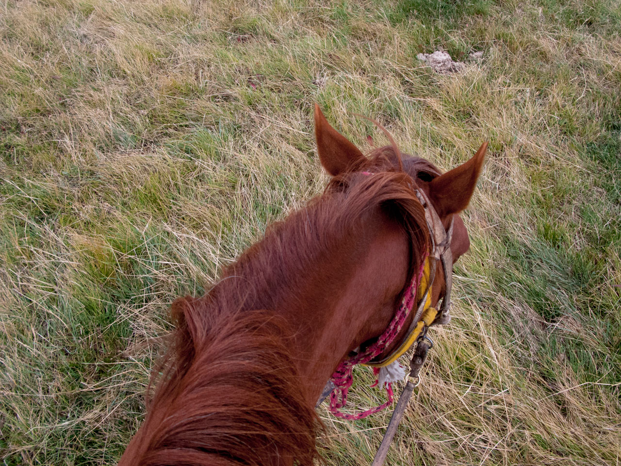 Argentina patagonia calafate lago roca horse top