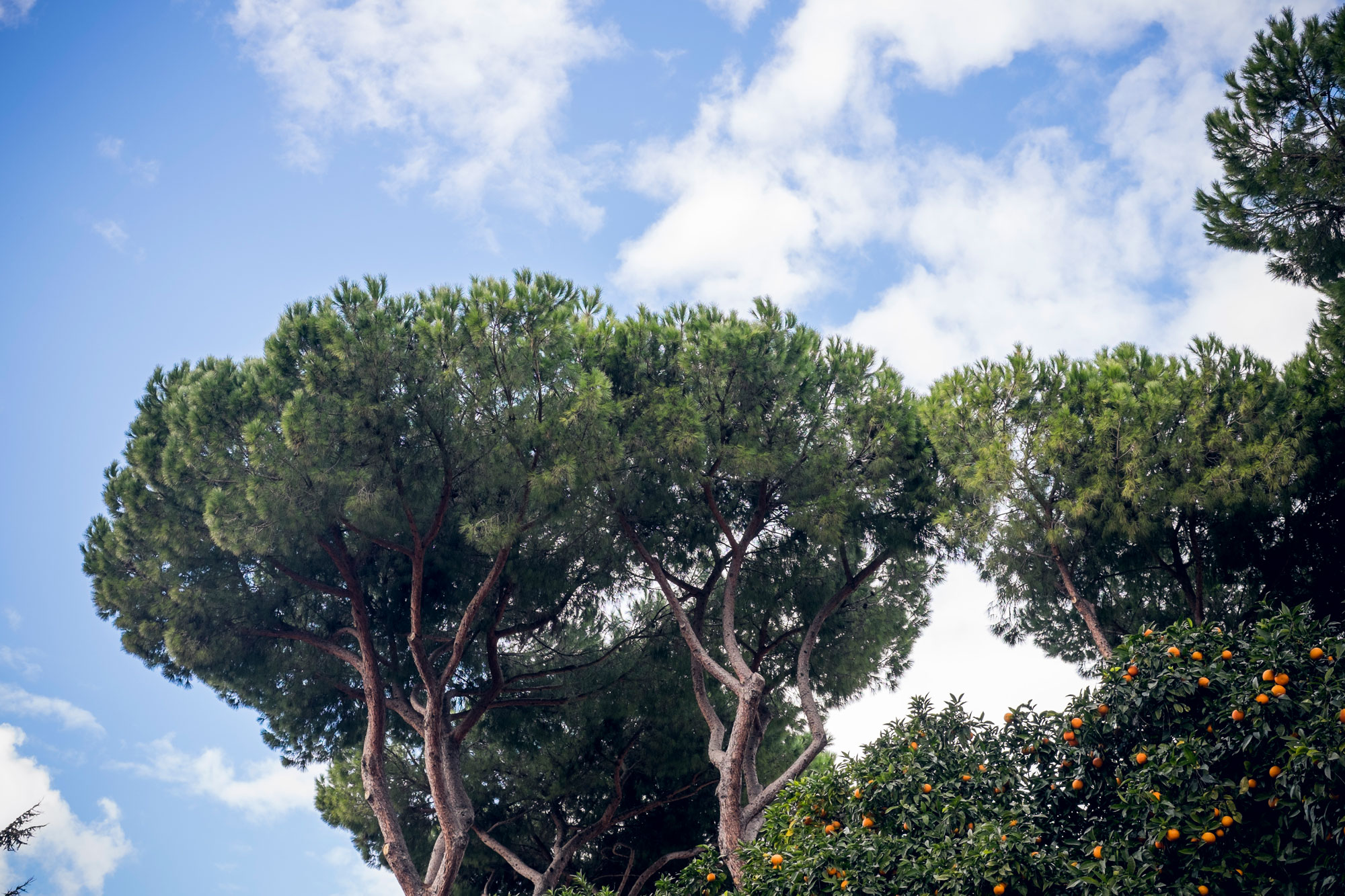 Italy-Roma-Aventino-Giardino-degli-aranci3