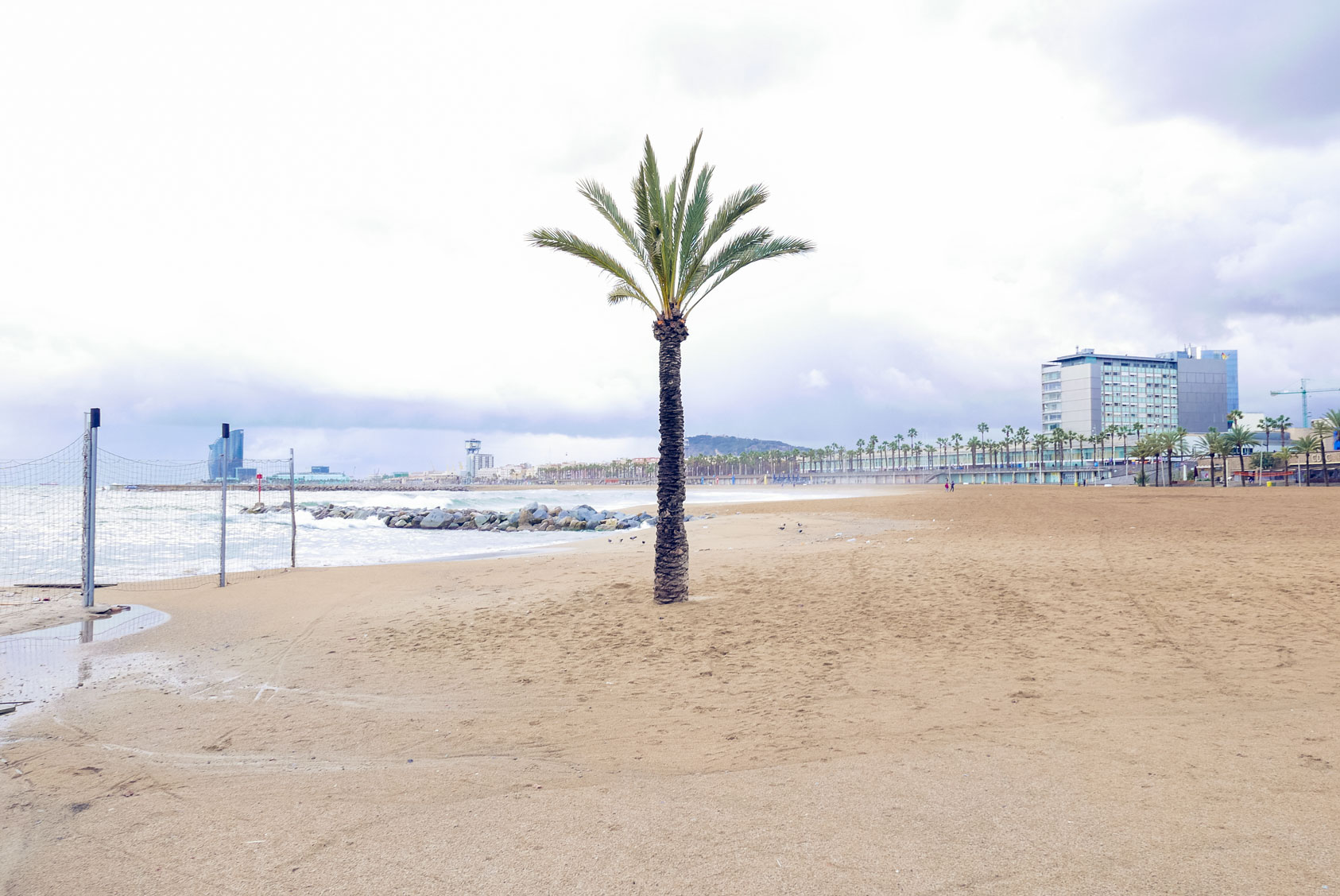 Spain Barcelona beach barceloneta palm