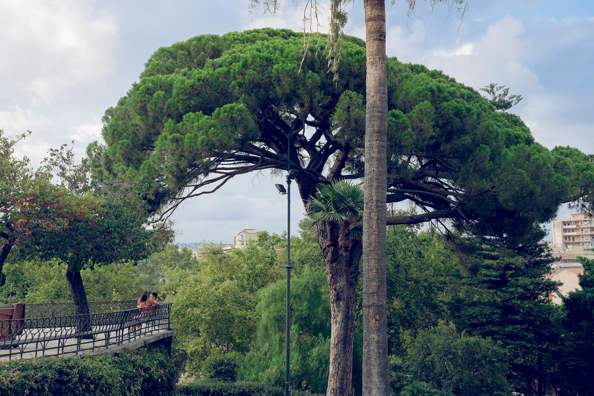 italy-sicilia-catania-giardino-bellini-tree