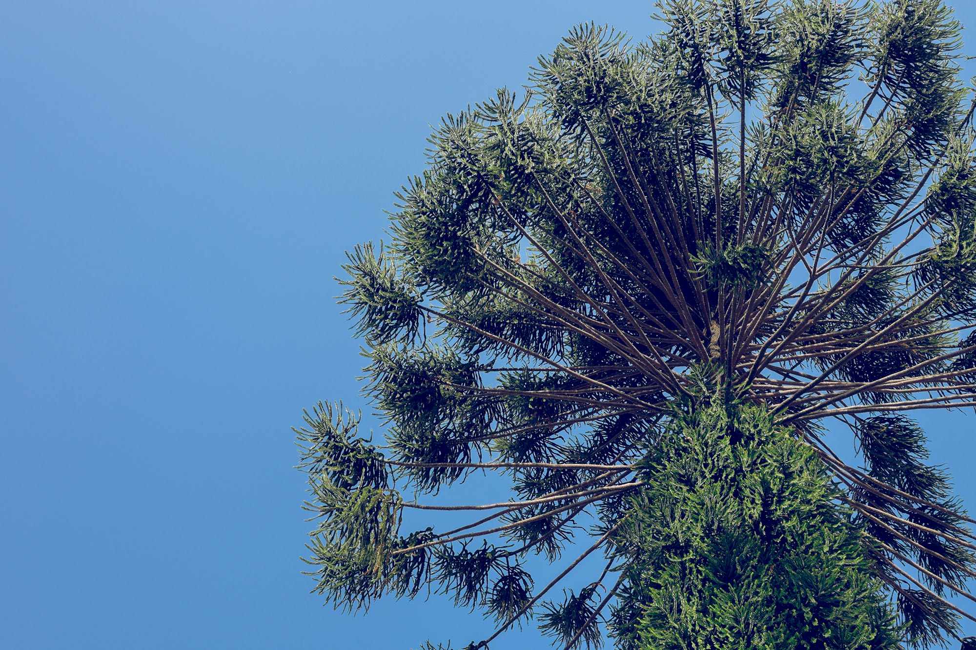 italy-sicilia-catania-tree-blue-sky