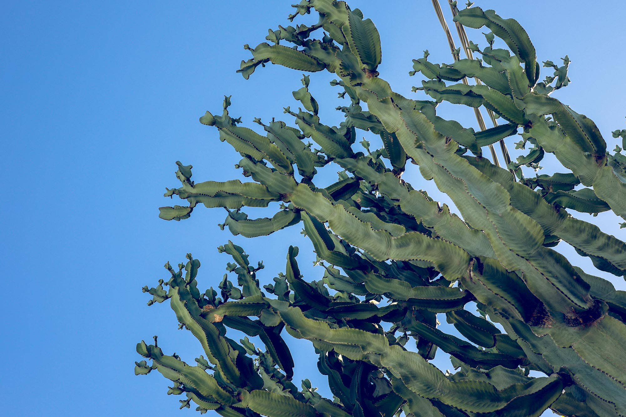 italy-sicilia-eolie-stromboli-cactus