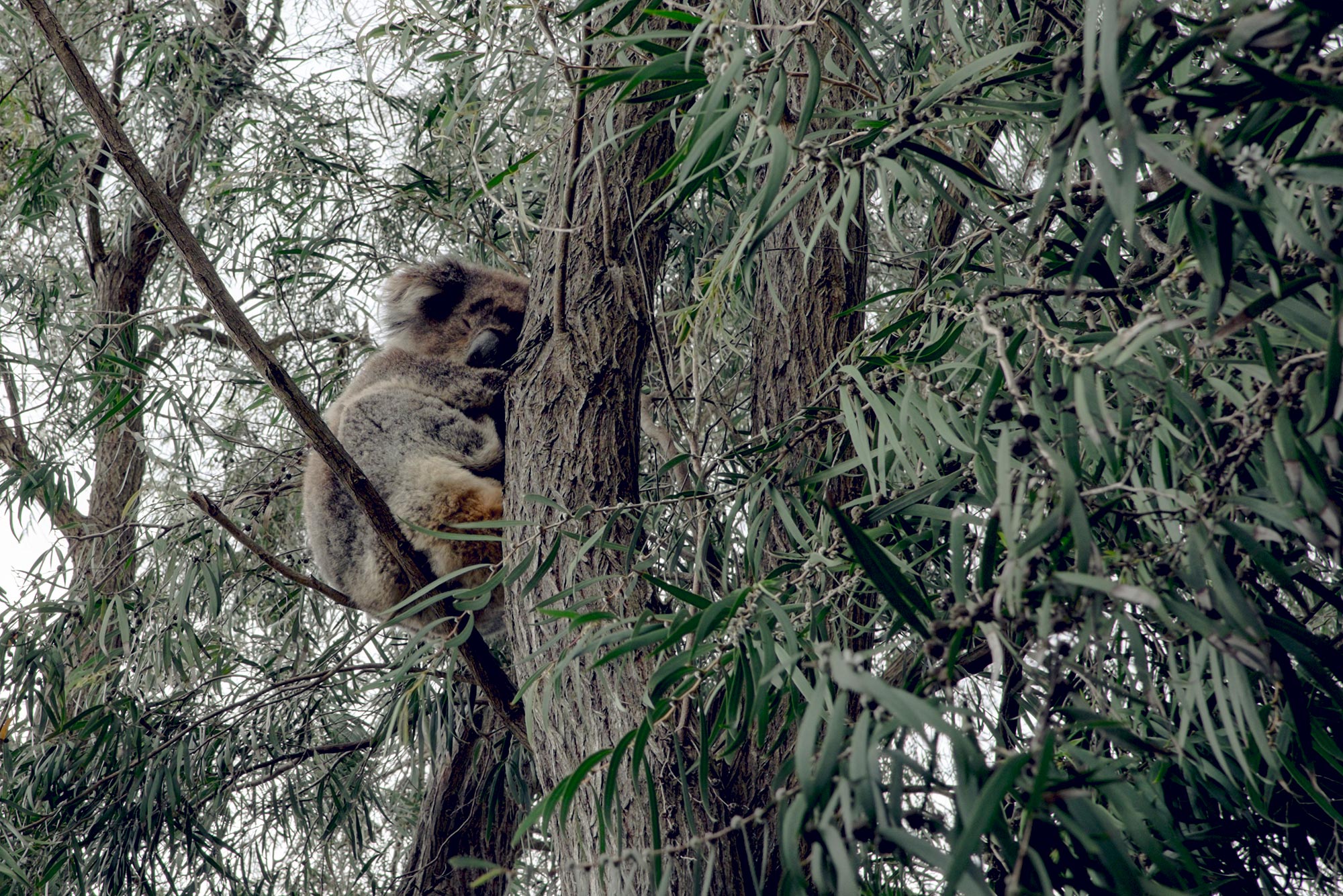 australia-melbourne-great-ocean-road-kennet-river-holiday-park-koala2