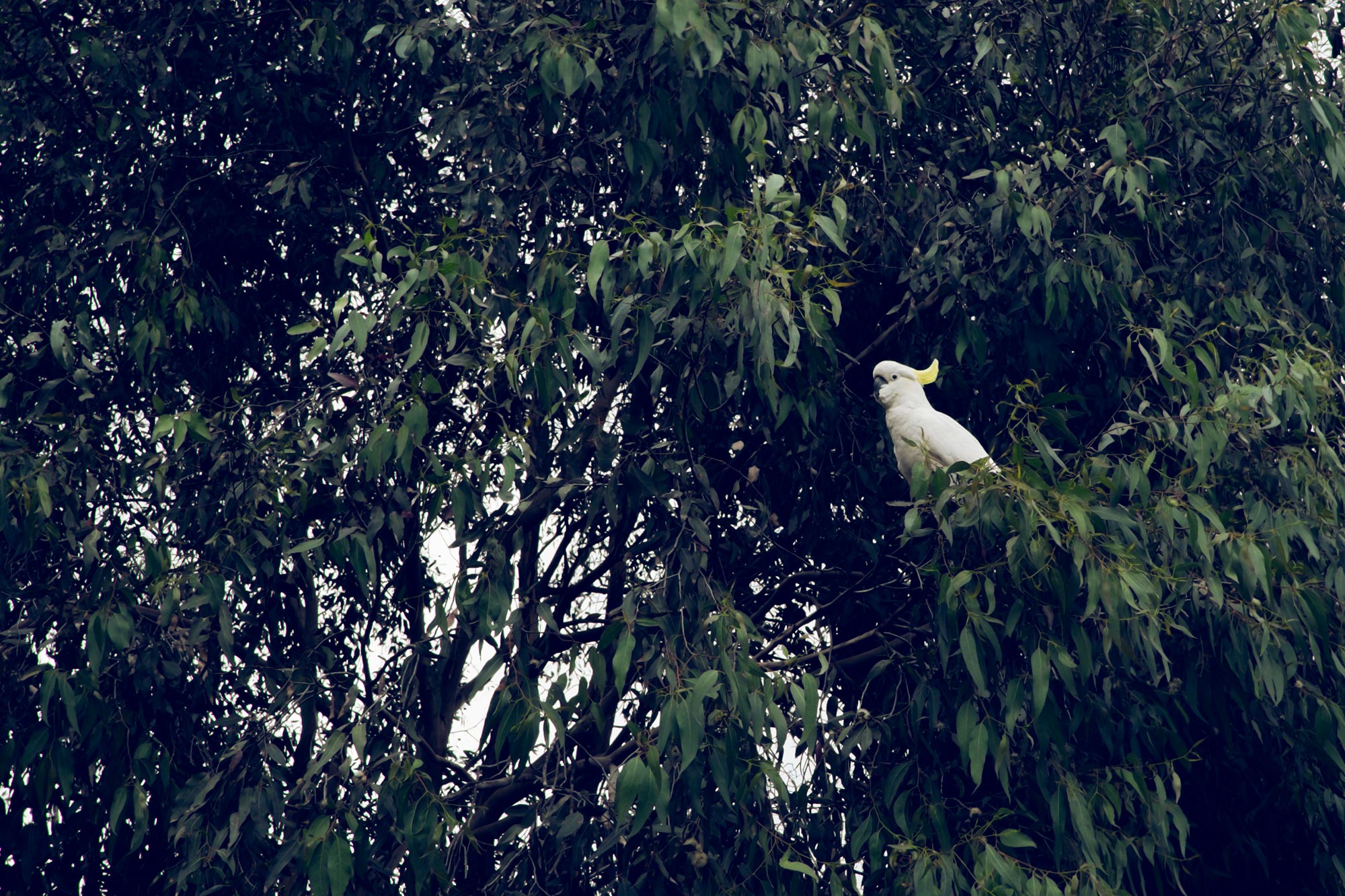 australia-melbourne-great-ocean-road-kennet-river-holiday-park-parrot2