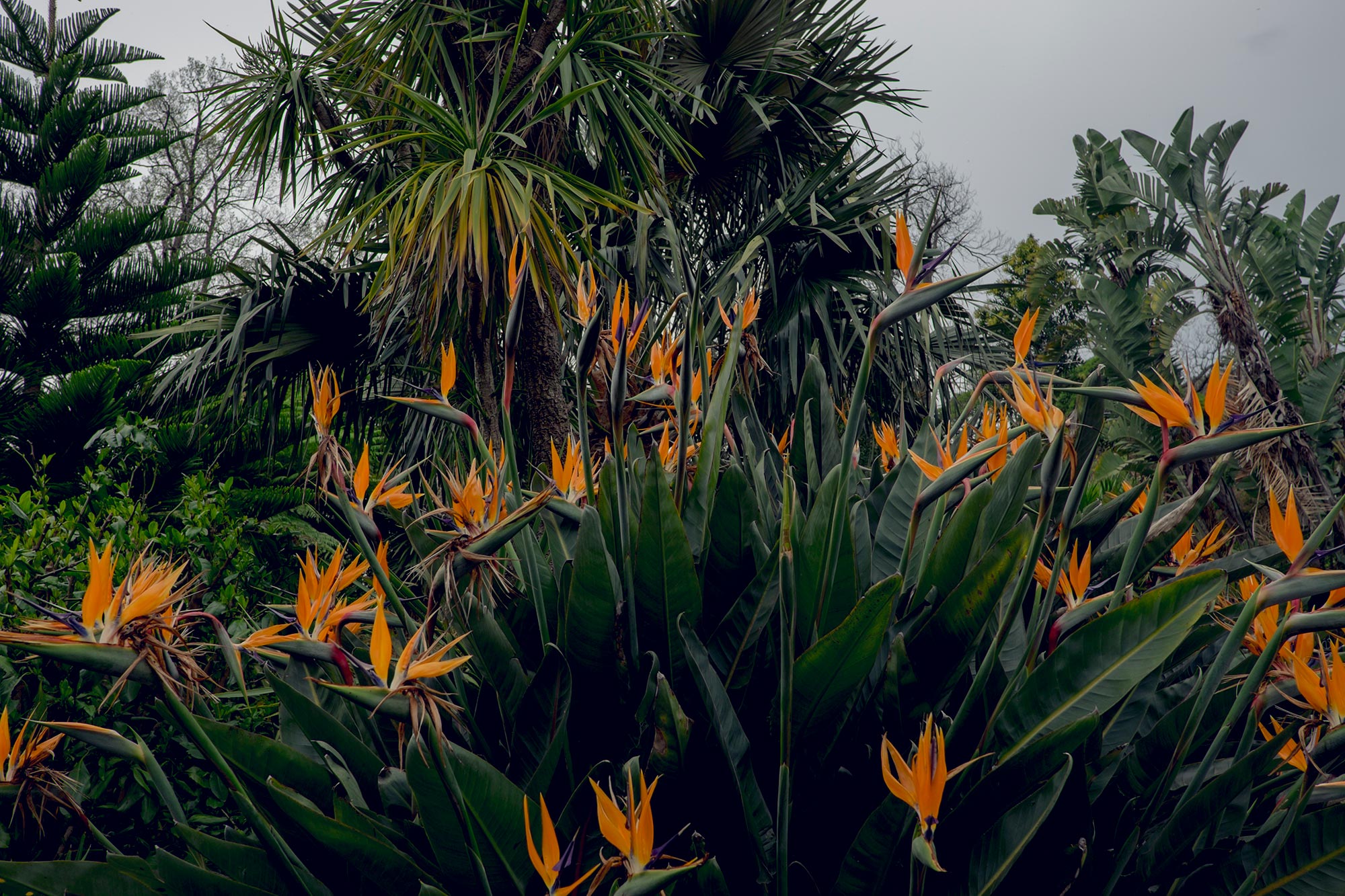 australia-melbourne-royal-botanic-gardens3