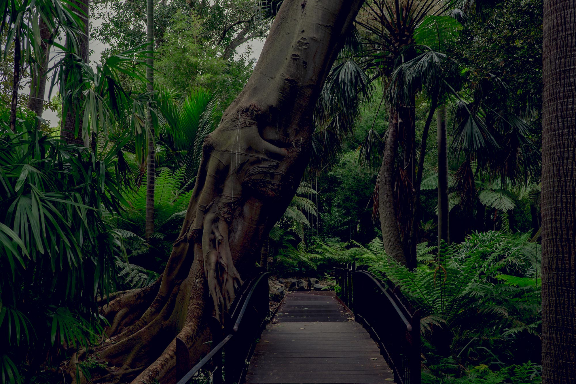 australia-melbourne-royal-botanic-gardens6