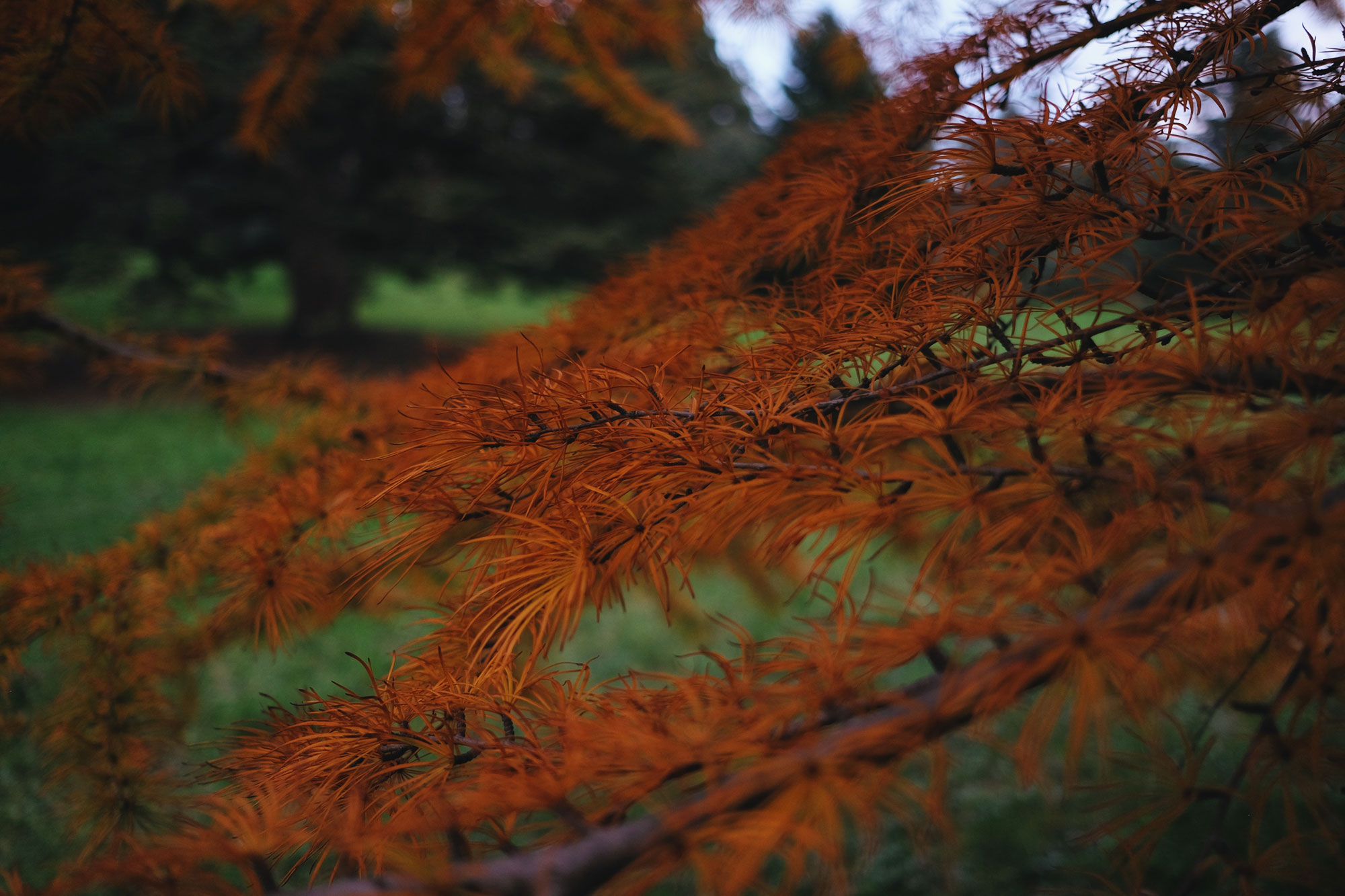 2017_Boston_Arboretum_Foliage1