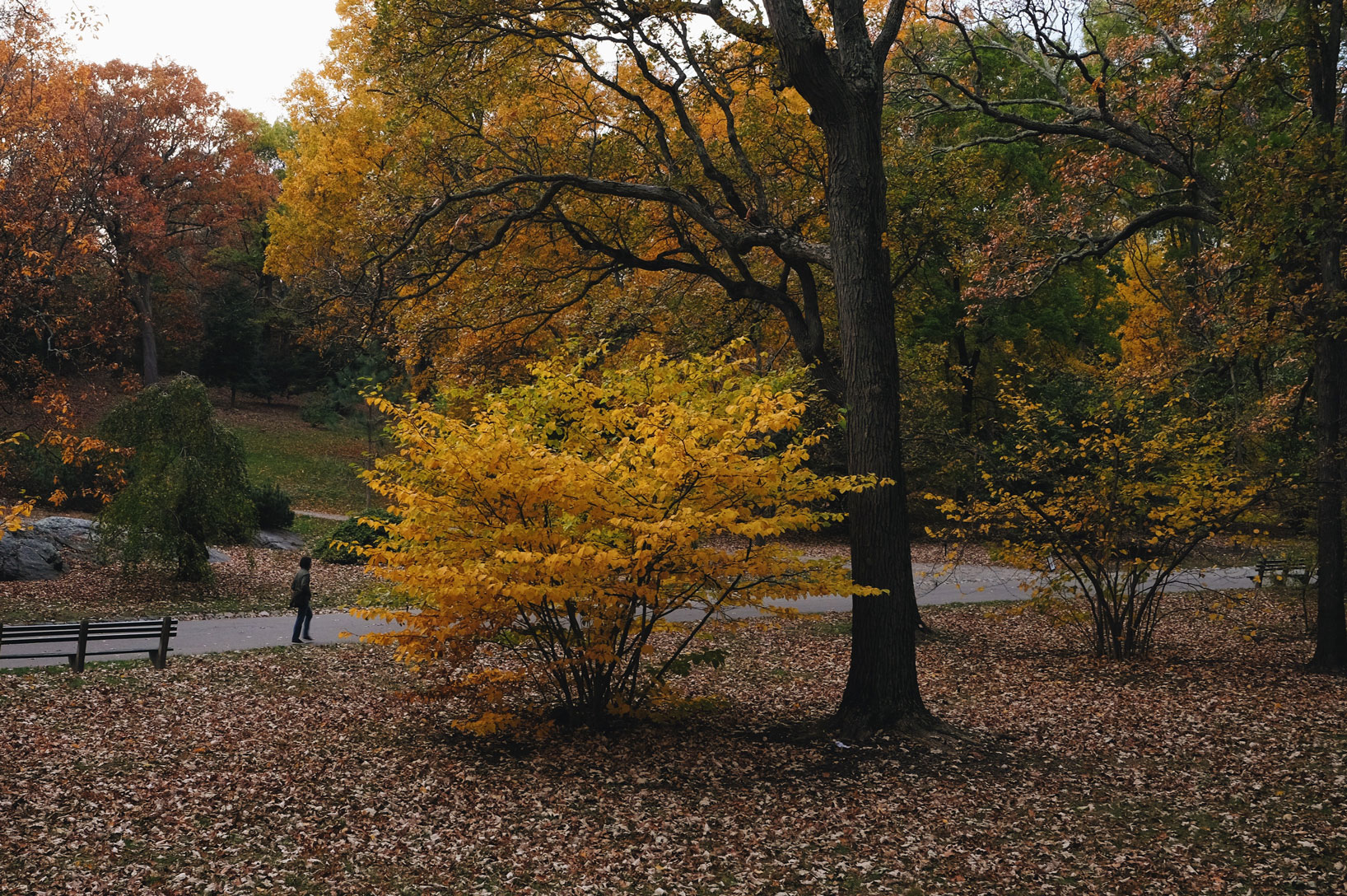 2017_Boston_Arboretum_Foliage13