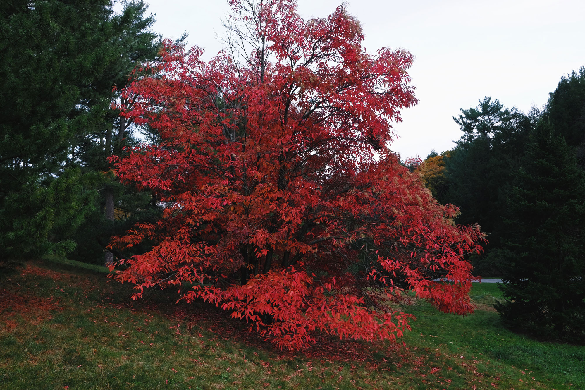 2017_Boston_Arboretum_Foliage14