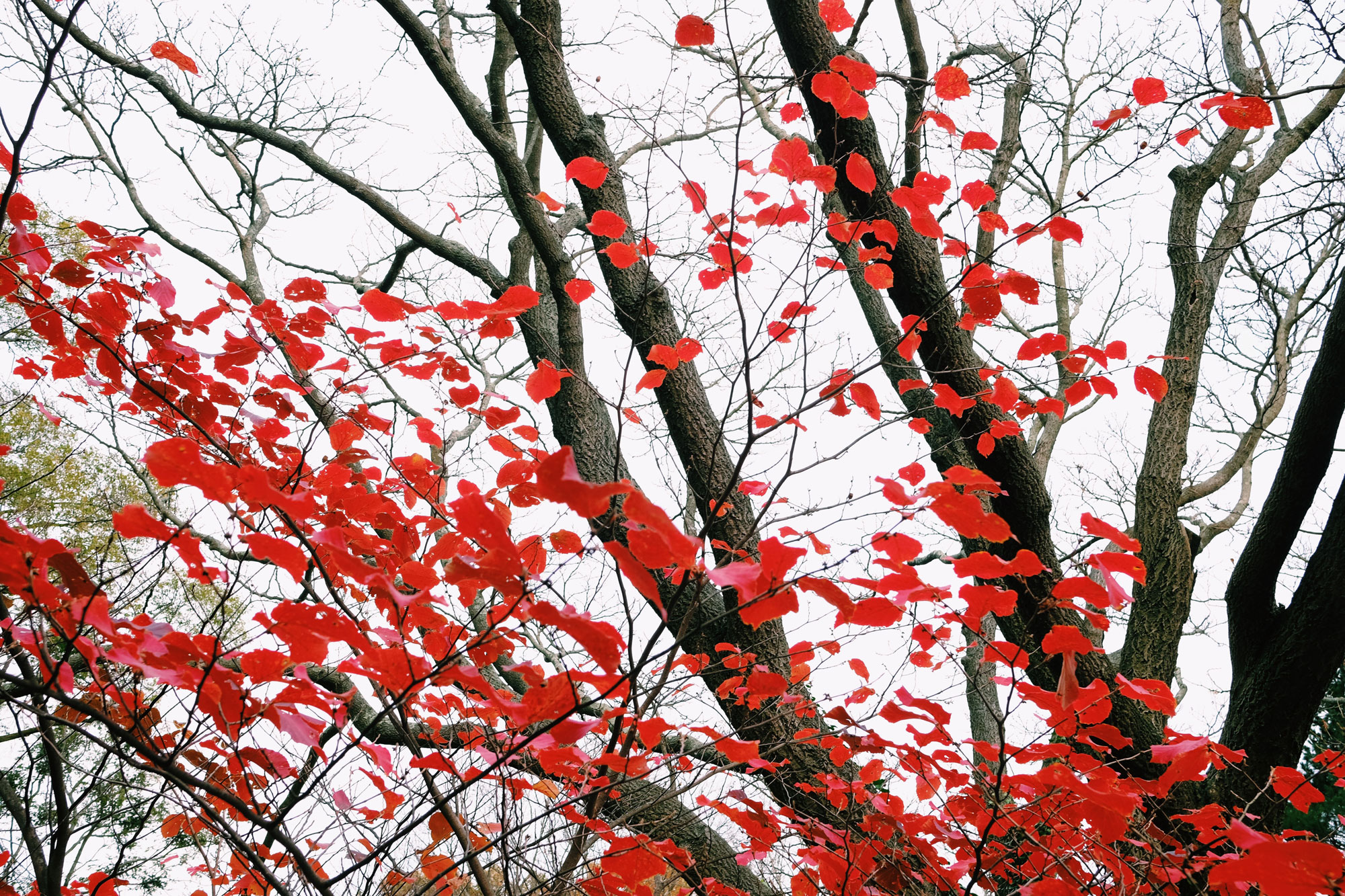 2017_Boston_Arboretum_Foliage15