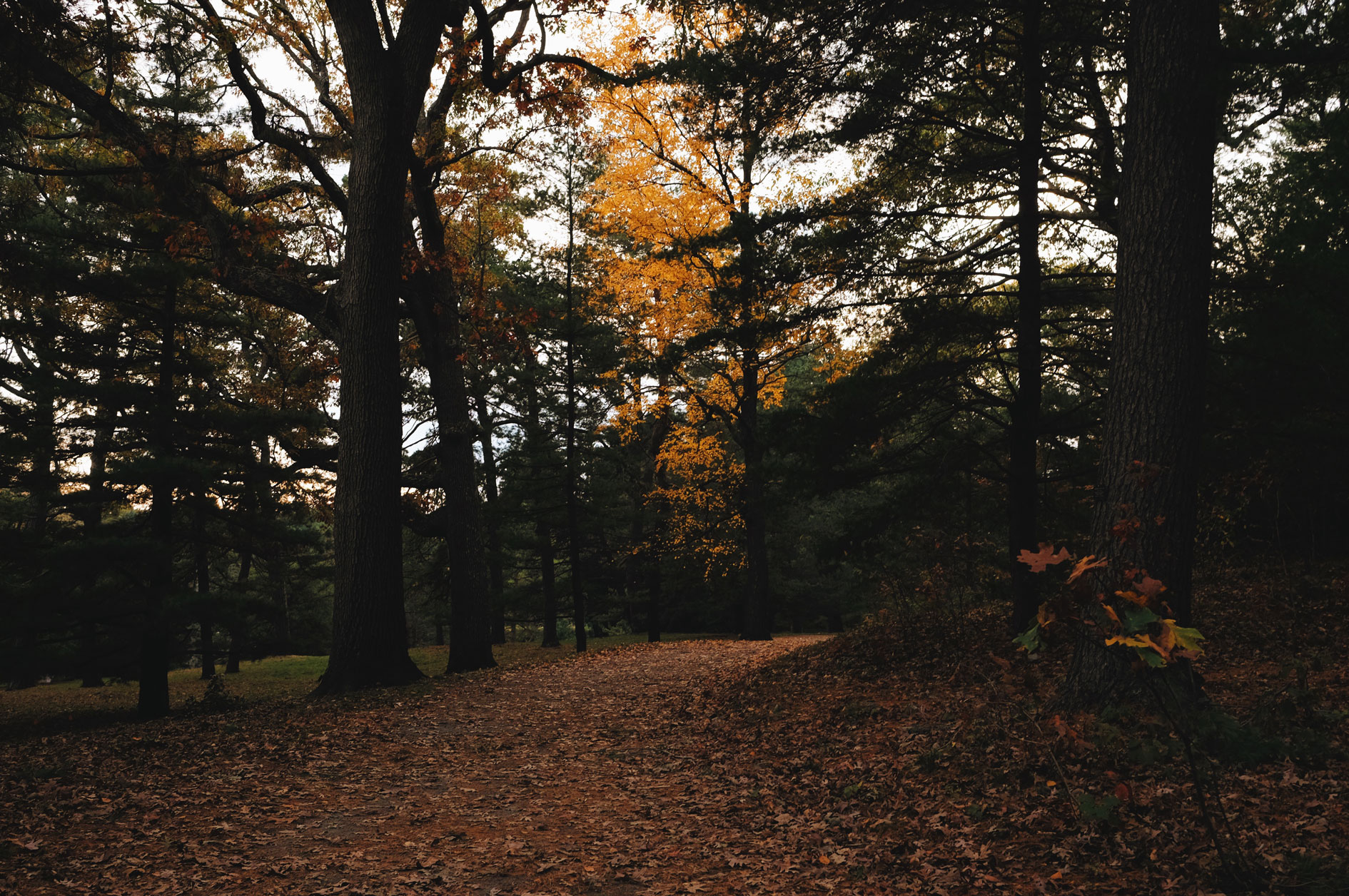 2017_Boston_Arboretum_Foliage3