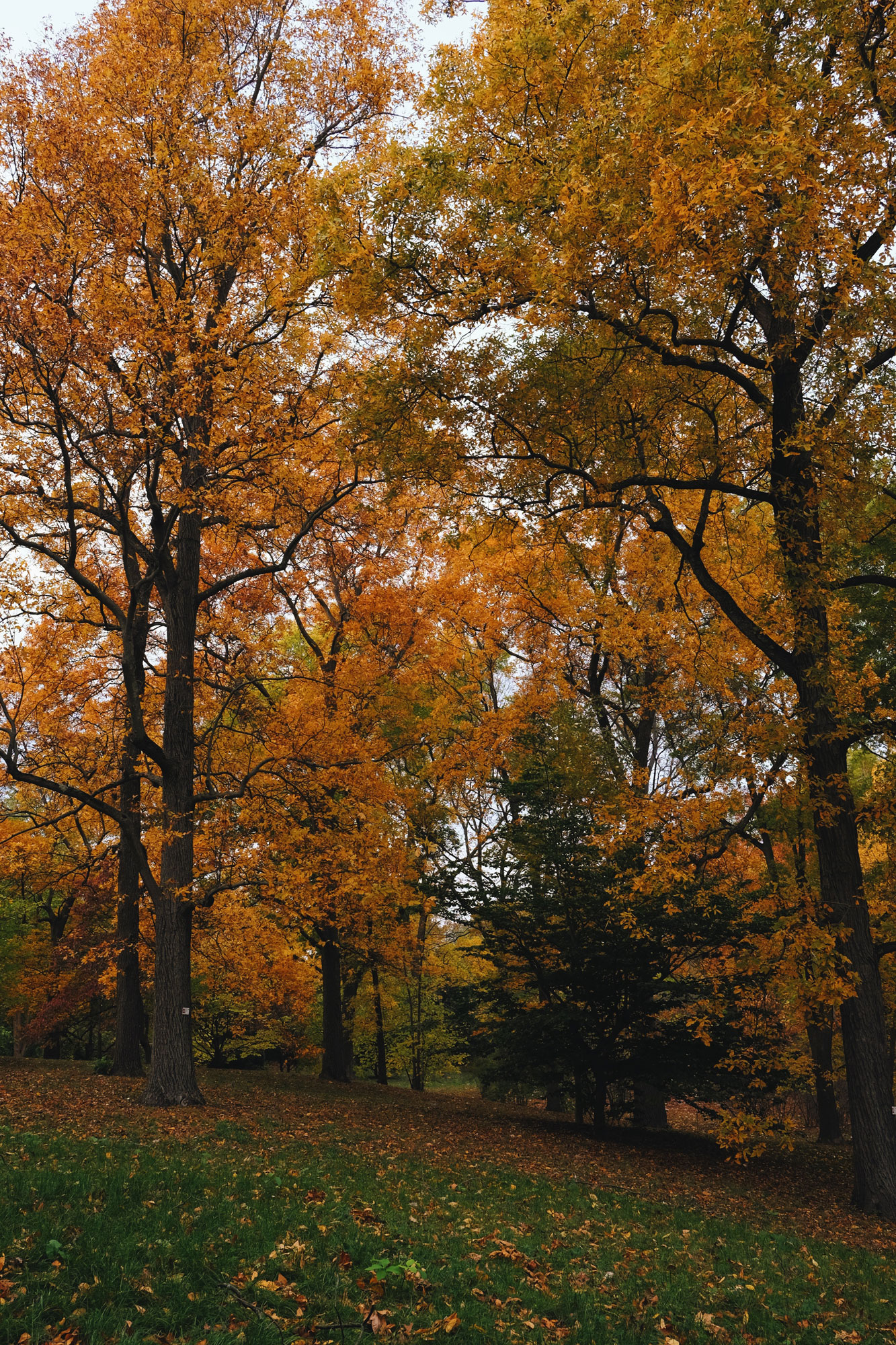 2017_Boston_Arboretum_Foliage4