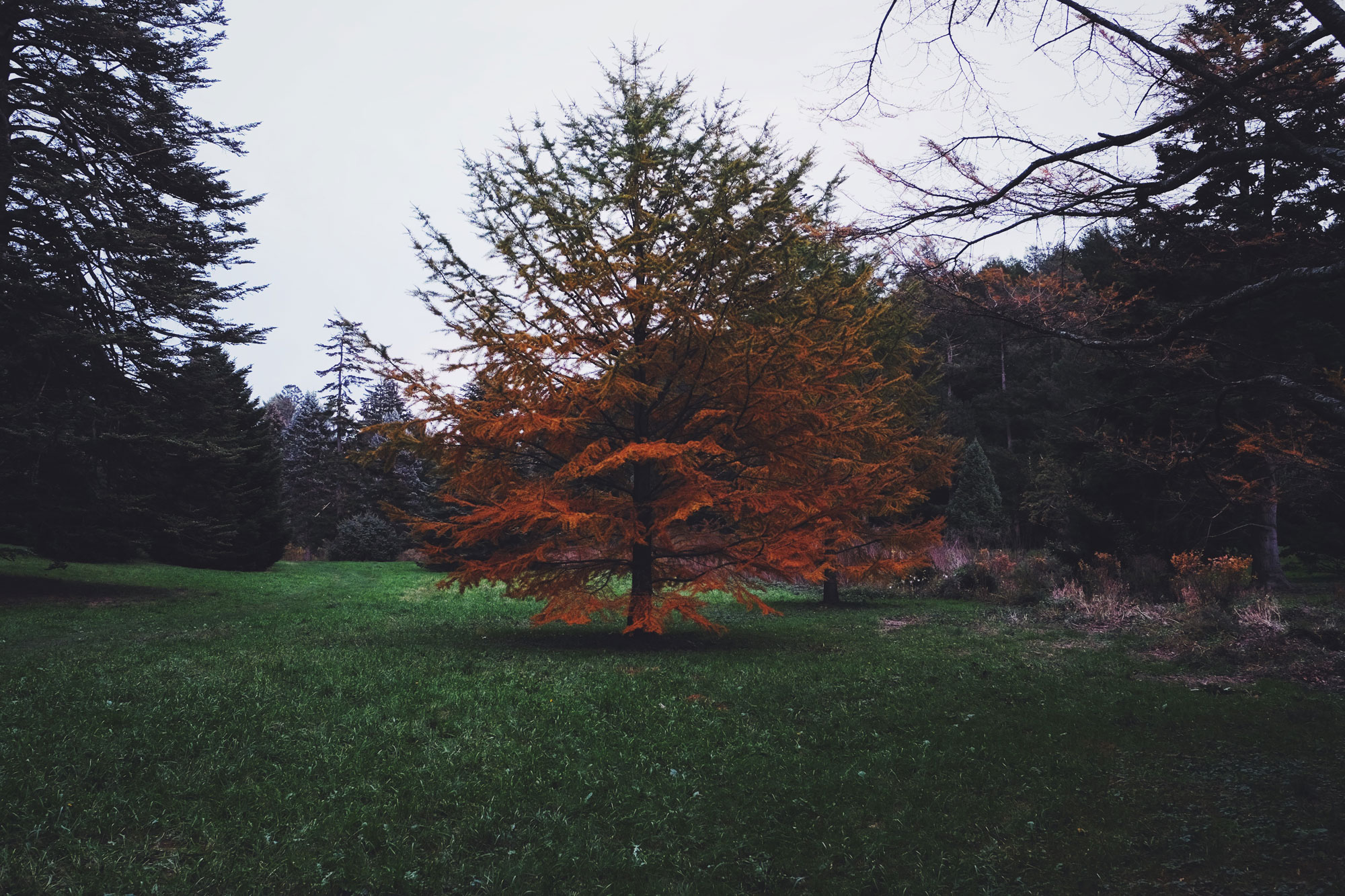 2017_Boston_Arboretum_Foliage6